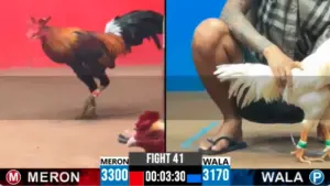 Full clip đá gà trực tiếp CPC2 Thomo ngày 02/10/2026