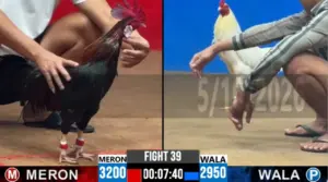 Full clip đá gà trực tiếp CPC2 Thomo ngày 06/10/2026