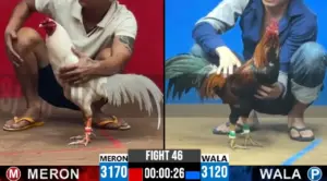 Full clip đá gà trực tiếp CPC2 Thomo ngày 09/10/2026